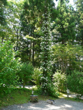 杉の木に寄生しているツルアジサイ